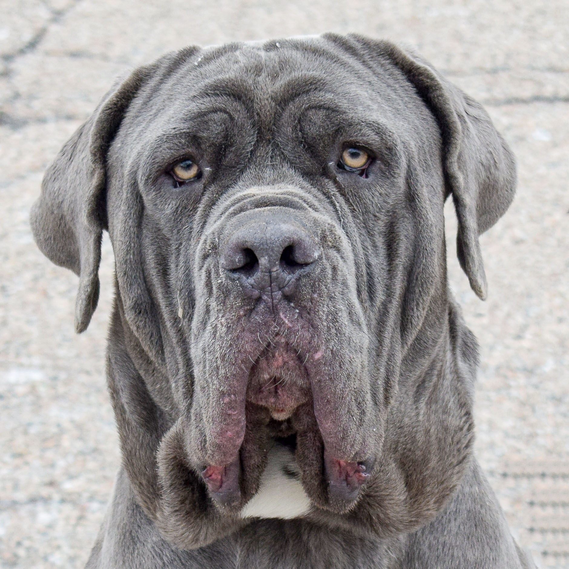 Otis Animal House Shelter