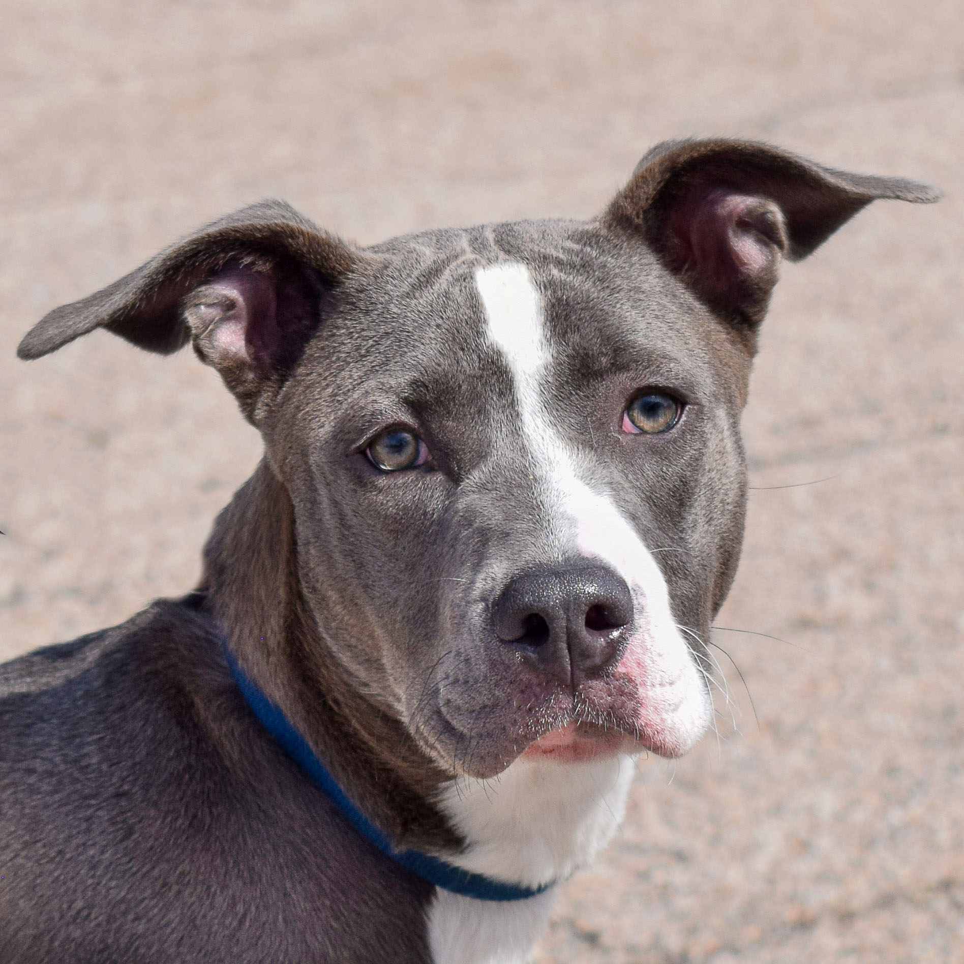 Socks Animal House Shelter