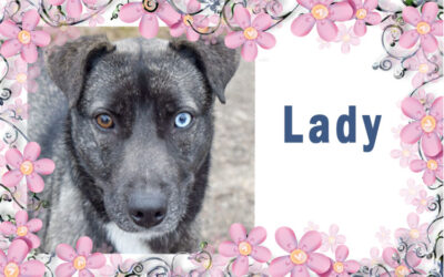 May 2023 Pet of the Month