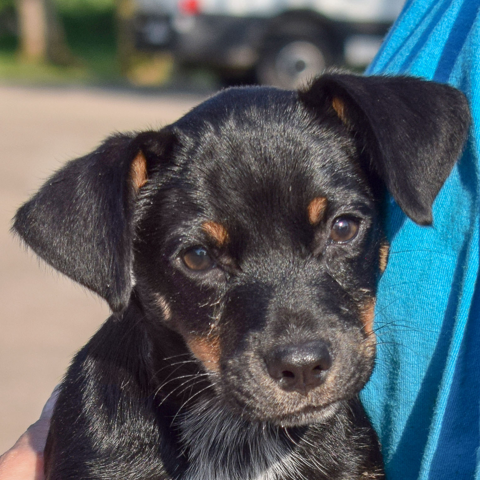 Archie - Animal House Shelter