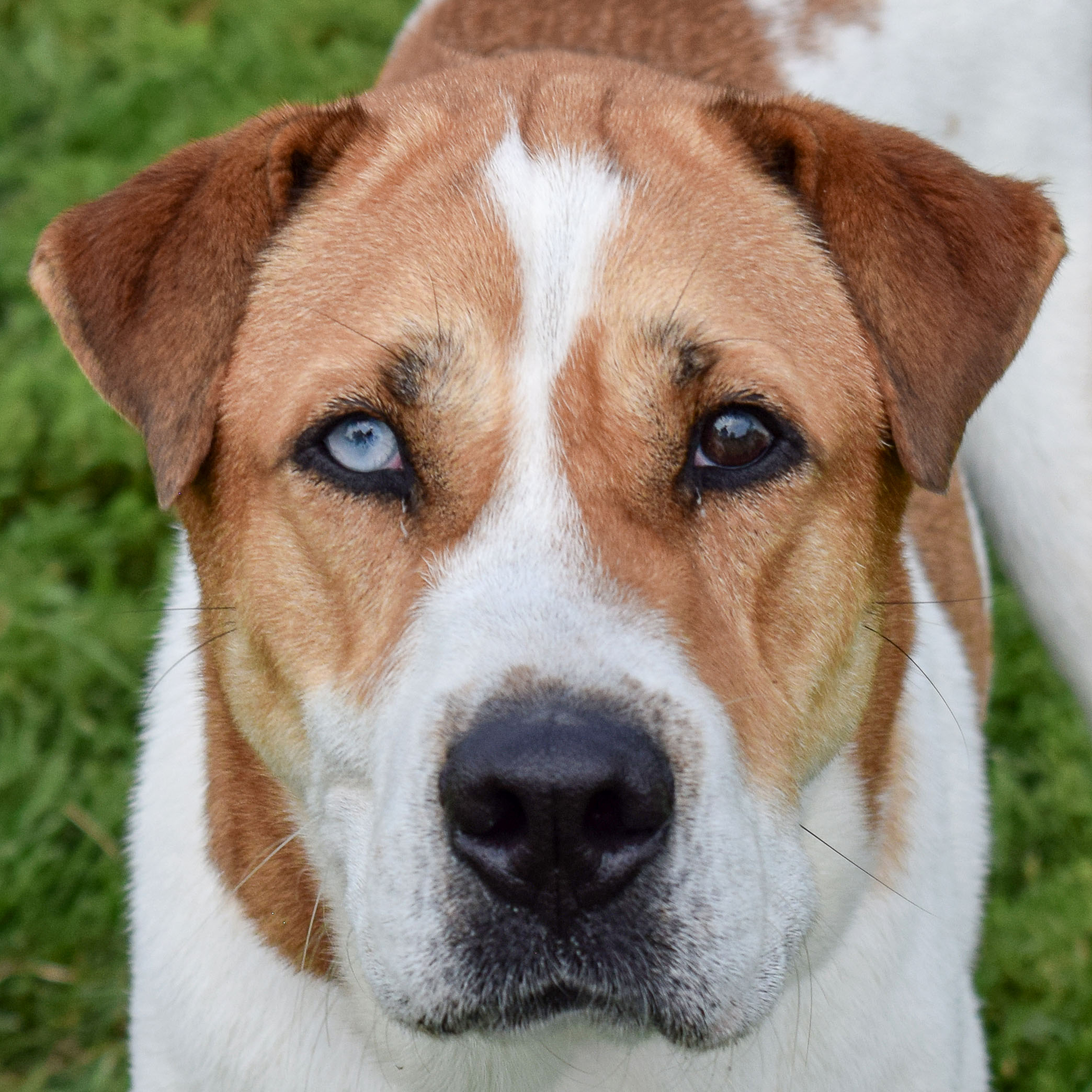 Fighting scars hi-res stock photography and images - Alamy, image size:2088x2088