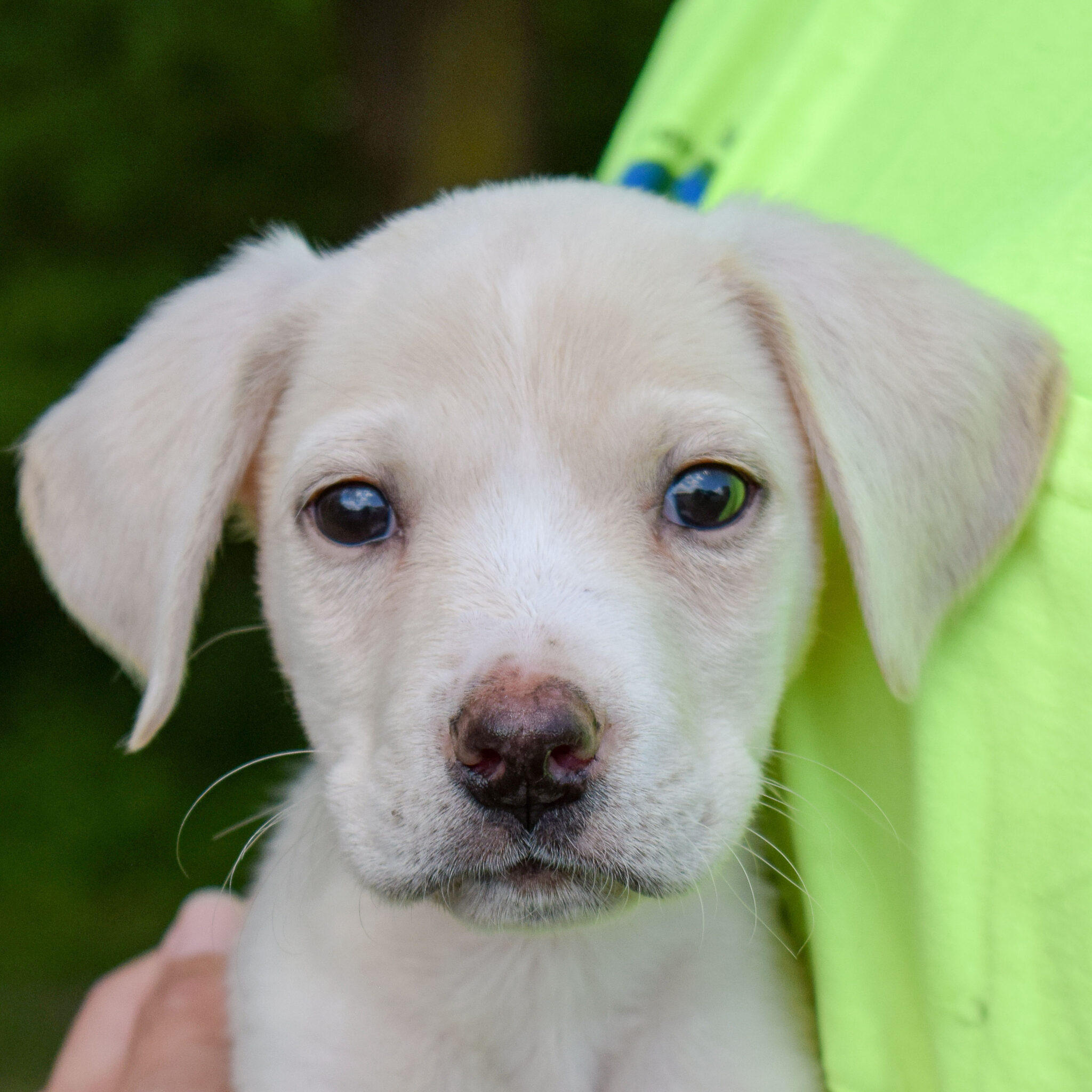 Cookie Animal House Shelter