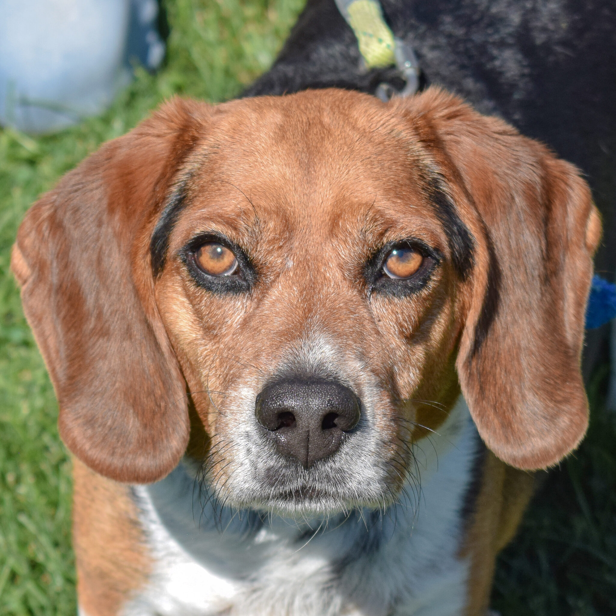 Copper Animal House Shelter