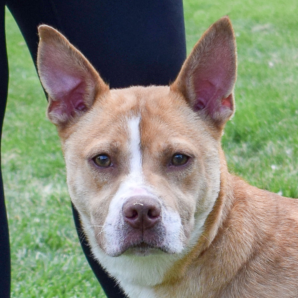 Olive Animal House Shelter