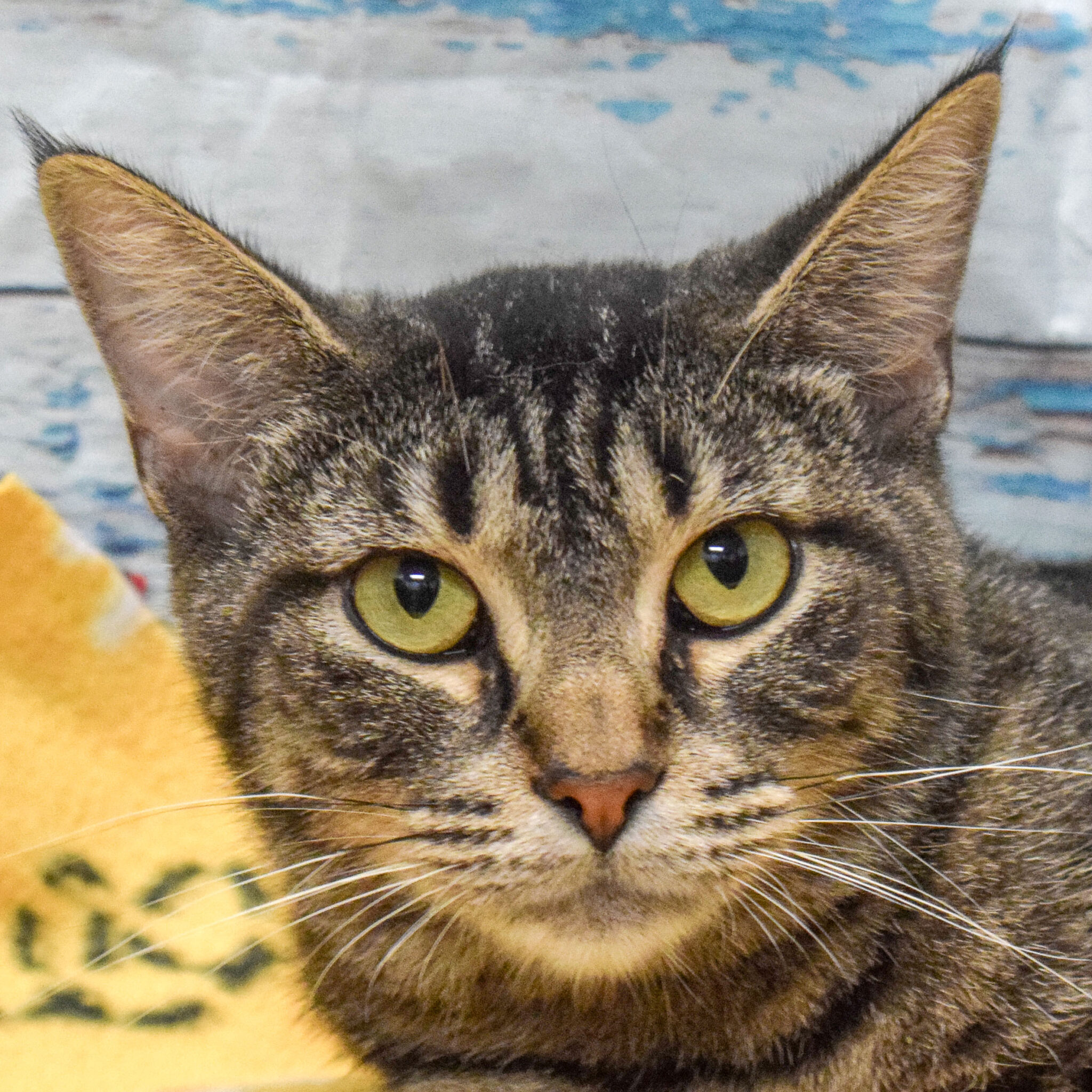 Liberty Animal House Shelter