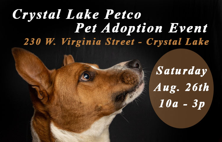 Local Cat Adoption Events in Virginia Petco Stores