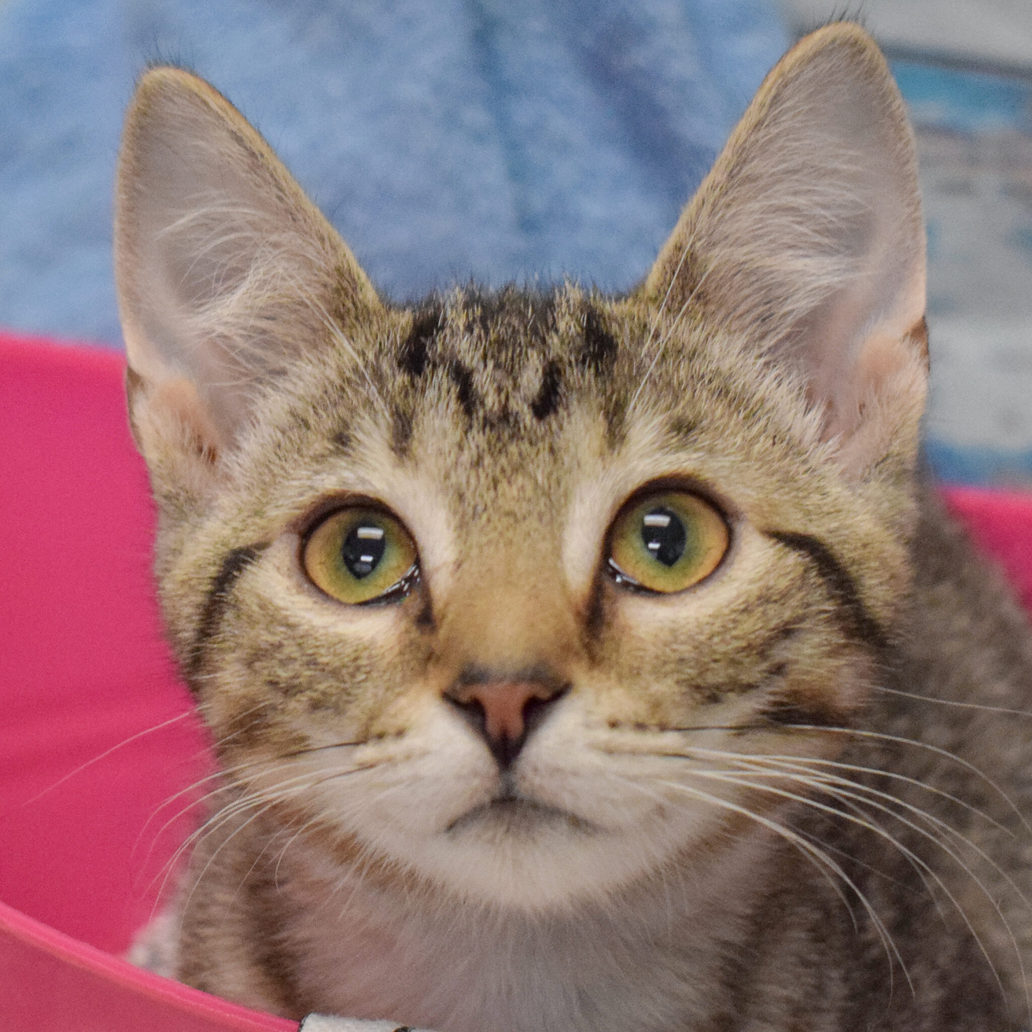 April - Animal House Shelter