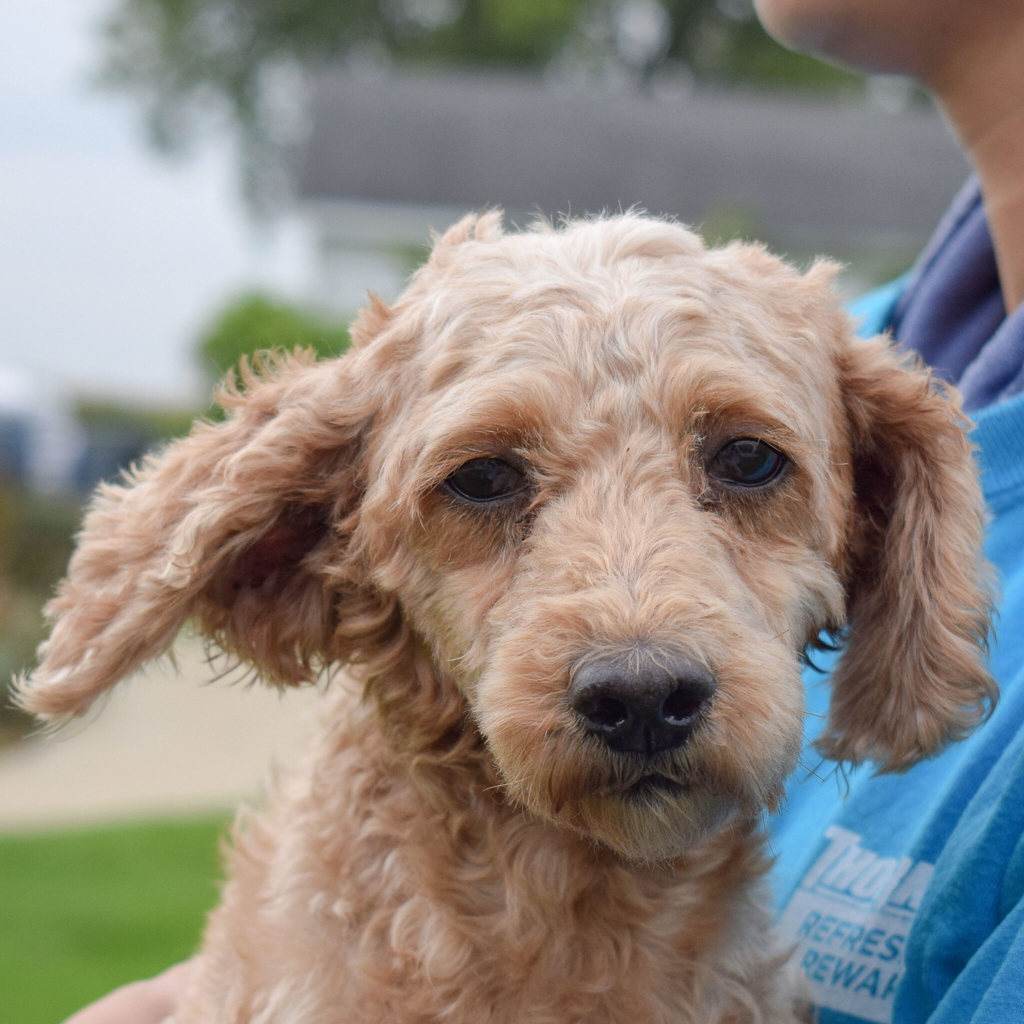 Cranberry Animal House Shelter