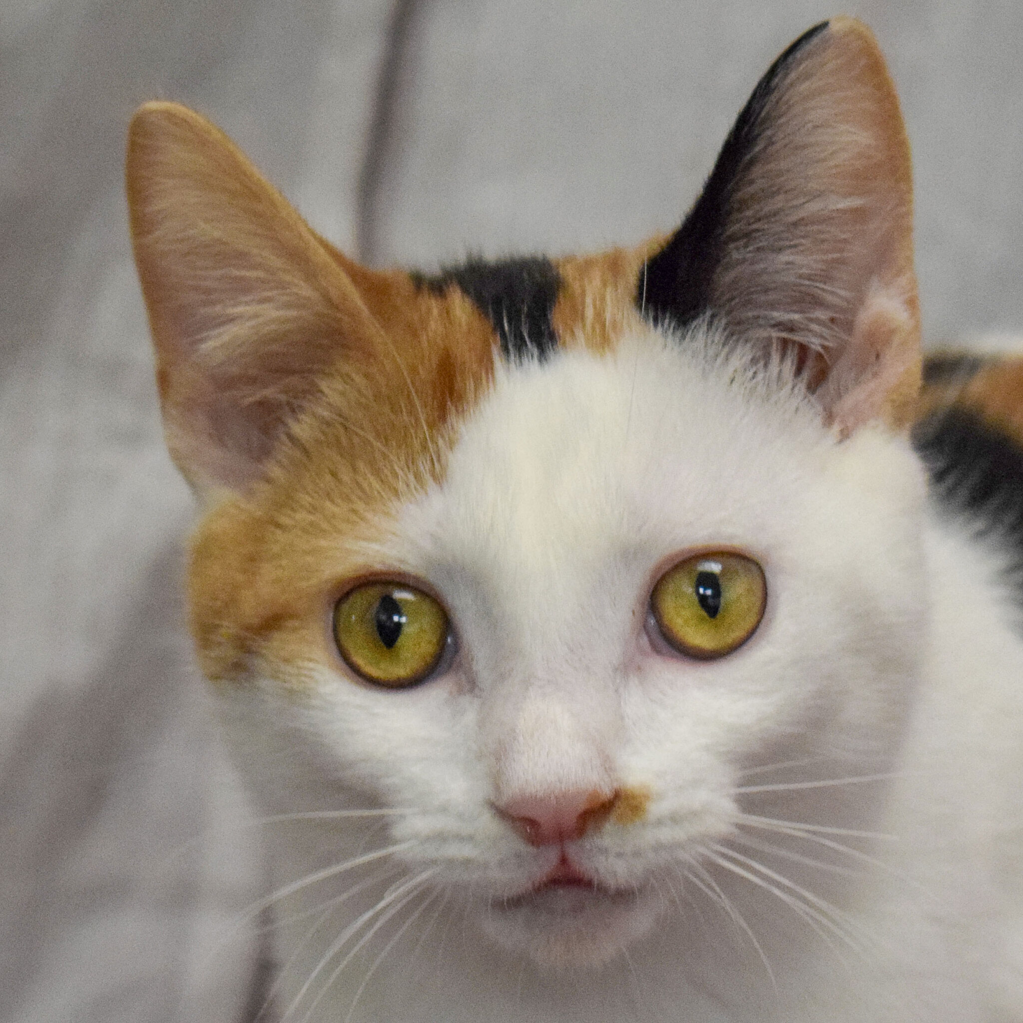 Beatrice - Animal House Shelter