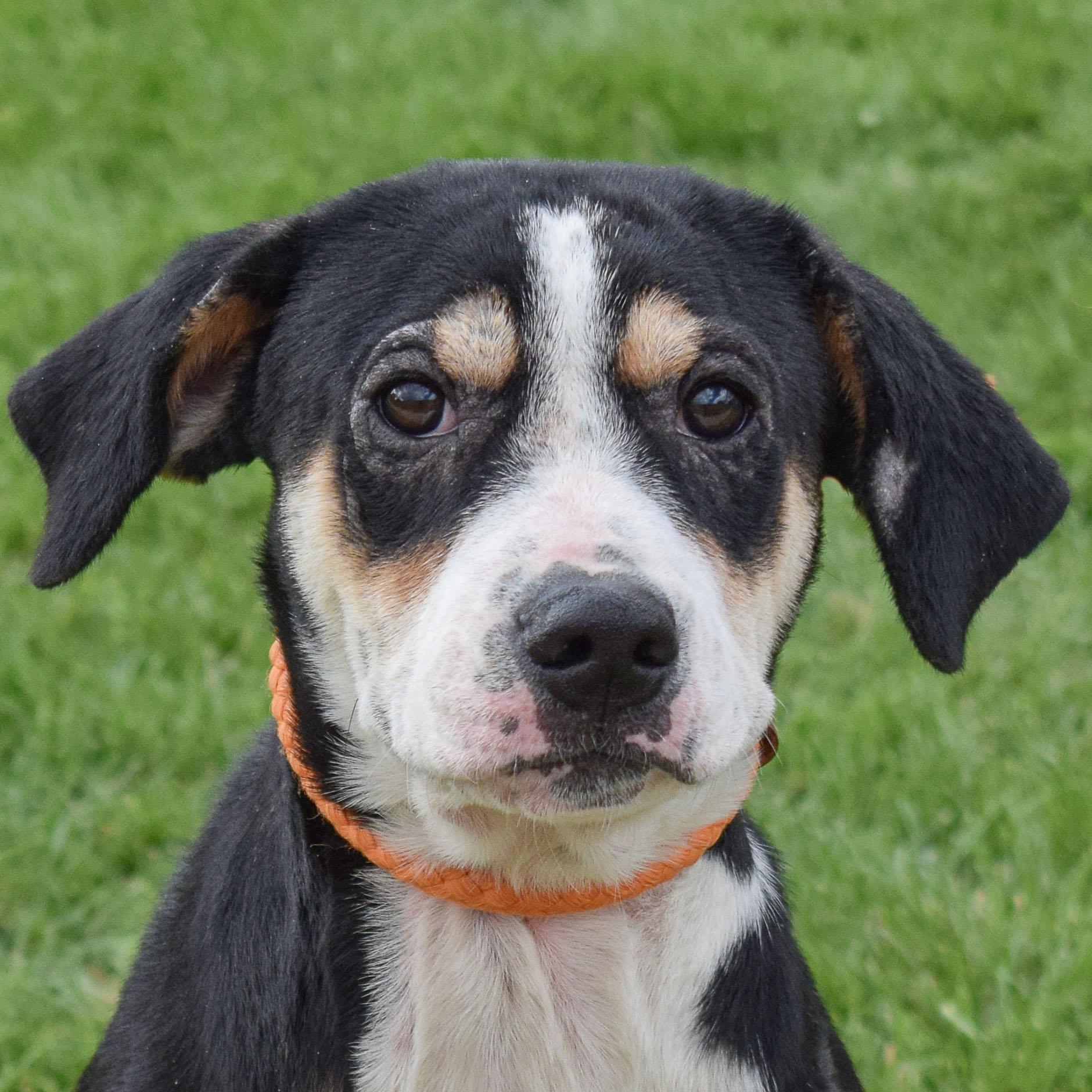 Bertolli - Animal House Shelter, image size:1880x1880