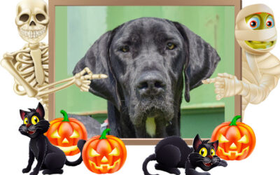 October 2023 Pet of the Month