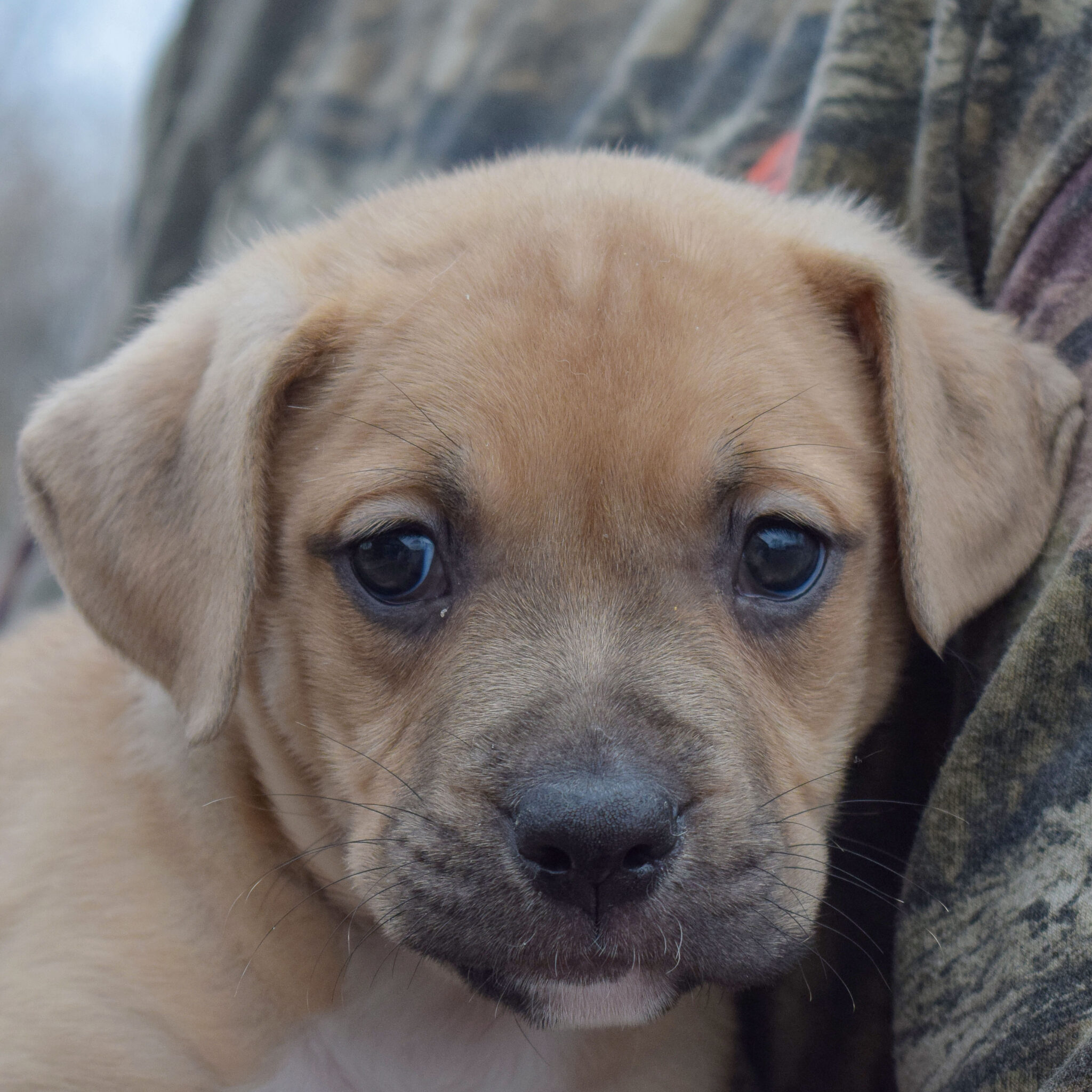 Cupid Animal House Shelter
