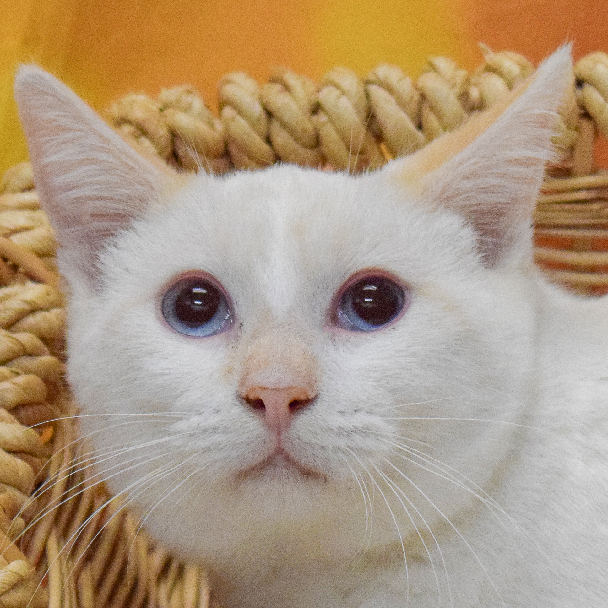 Dulce Animal House Shelter