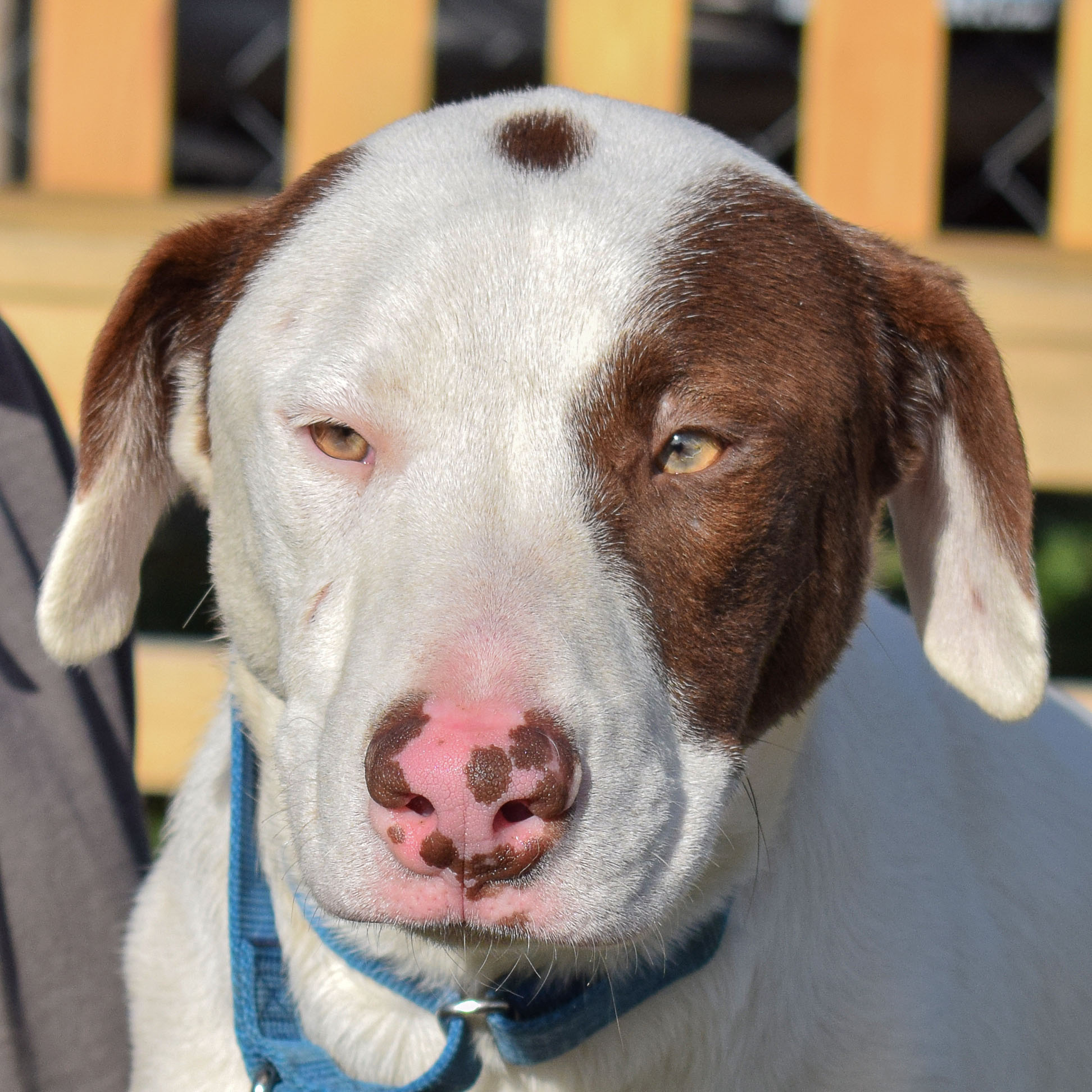 Kyle Animal House Shelter