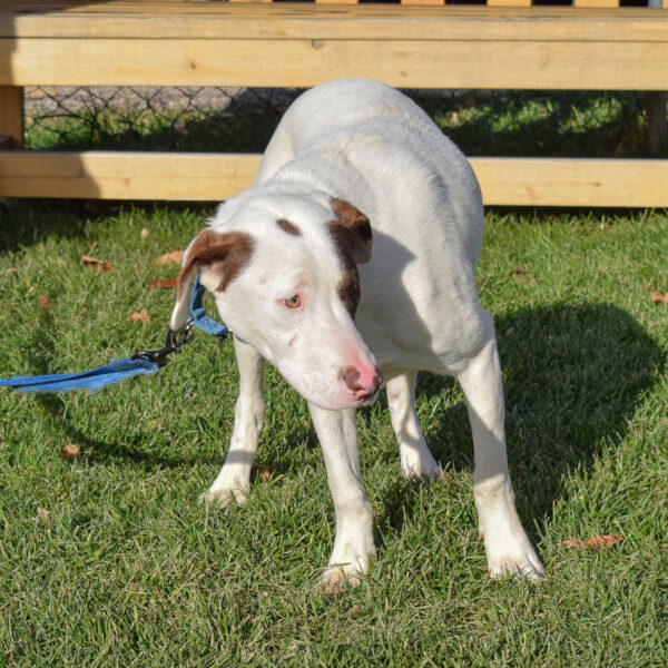 Kyle Animal House Shelter