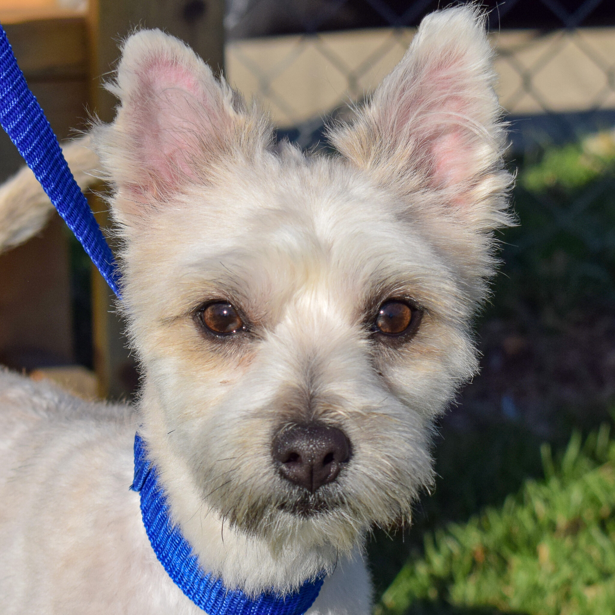 Lancelot - Animal House Shelter