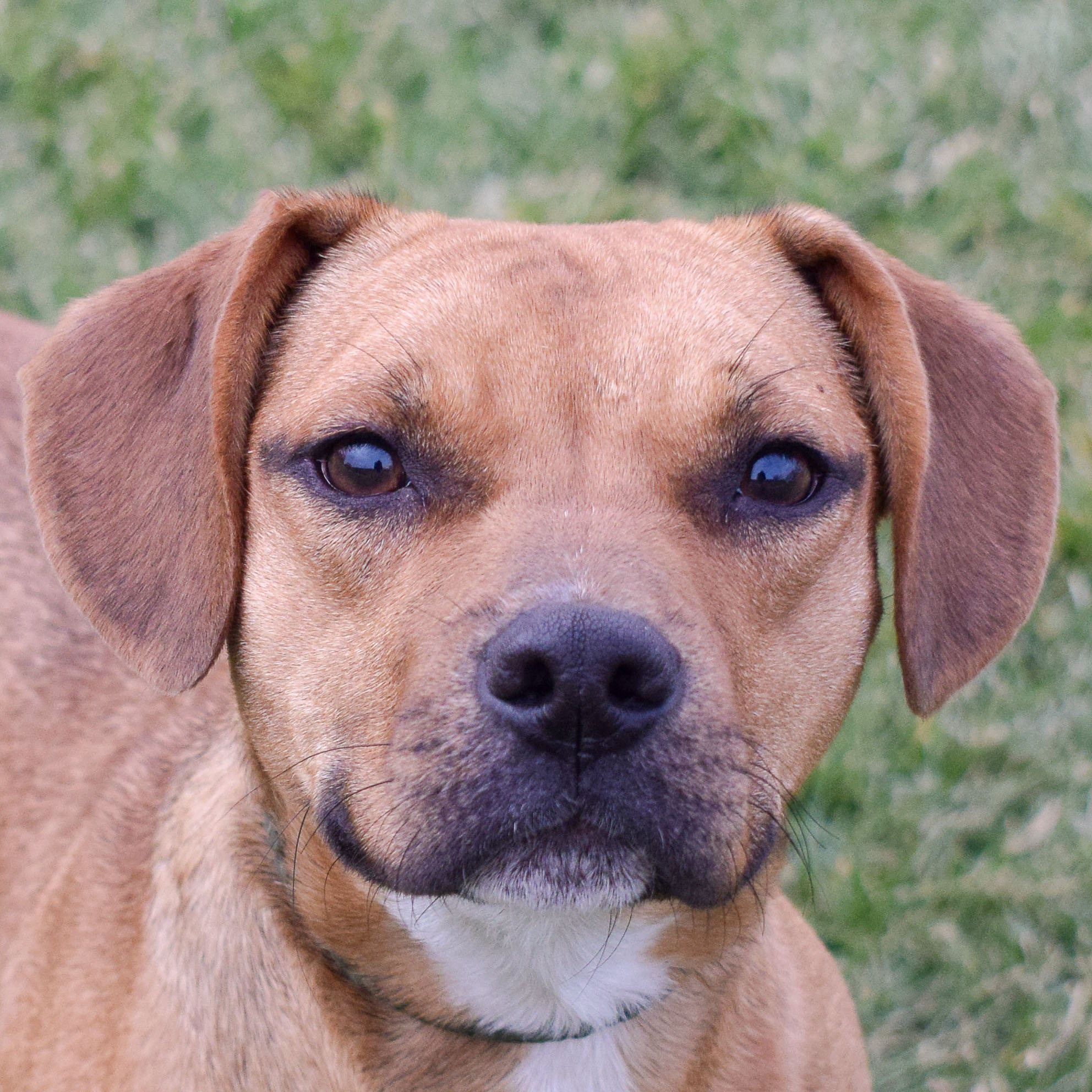 Archer Animal House Shelter