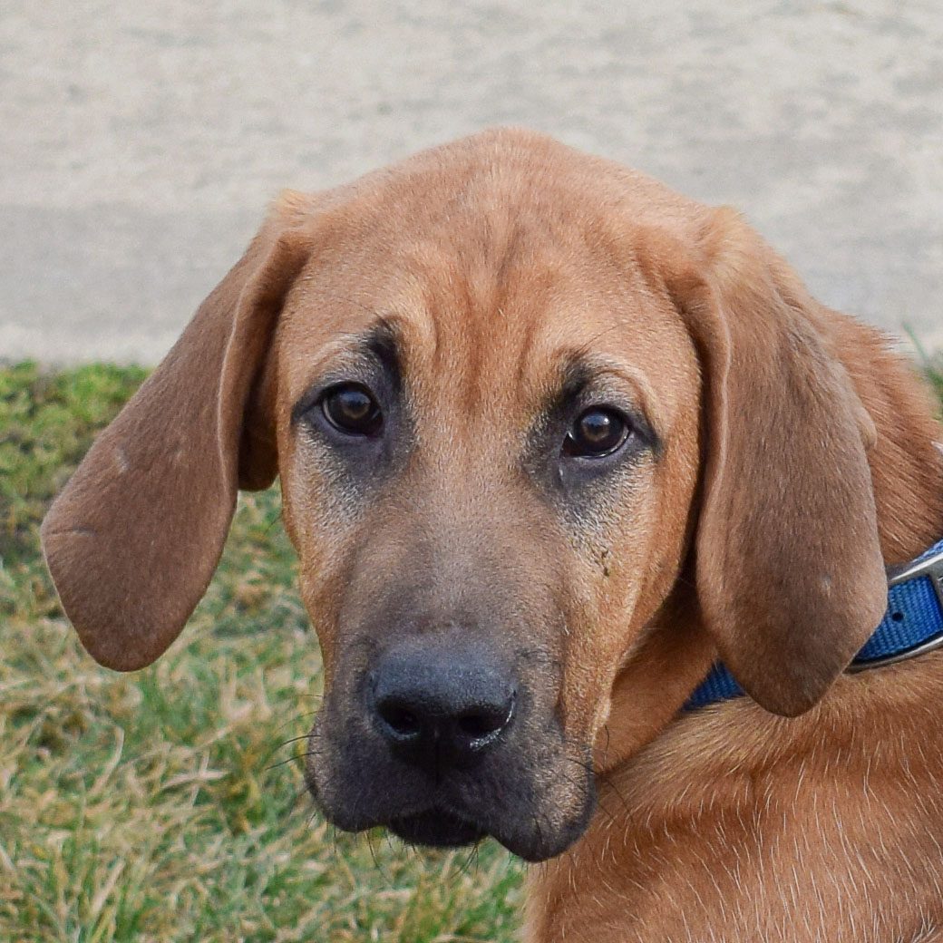 JACK MEANING ANIMAL visual data 5