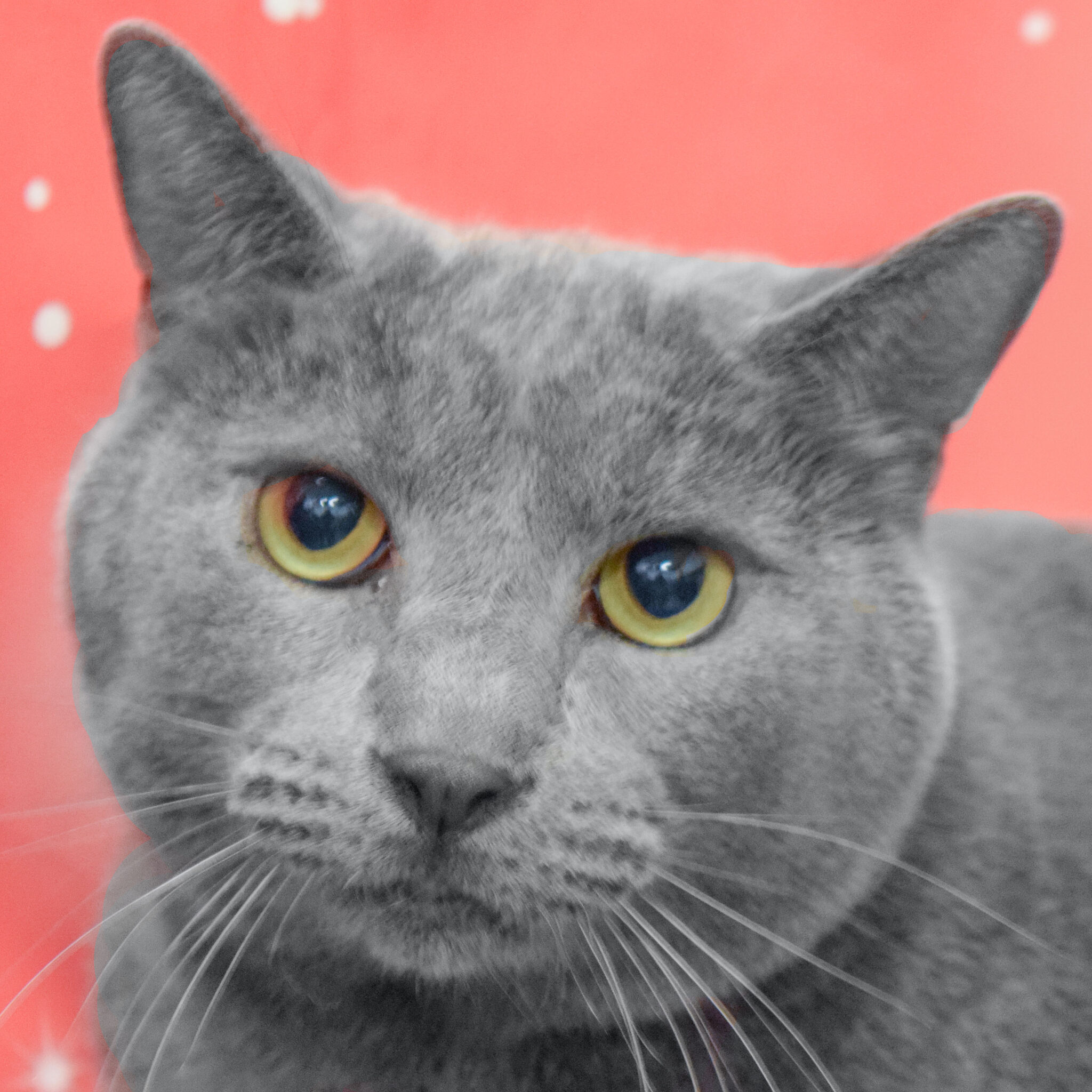 Jupiter Animal House Shelter