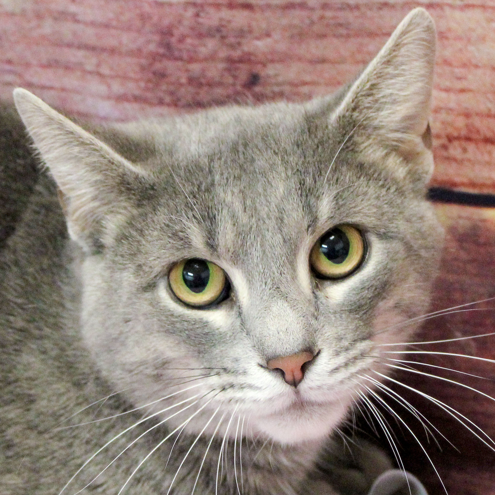 Sawyer Animal House Shelter