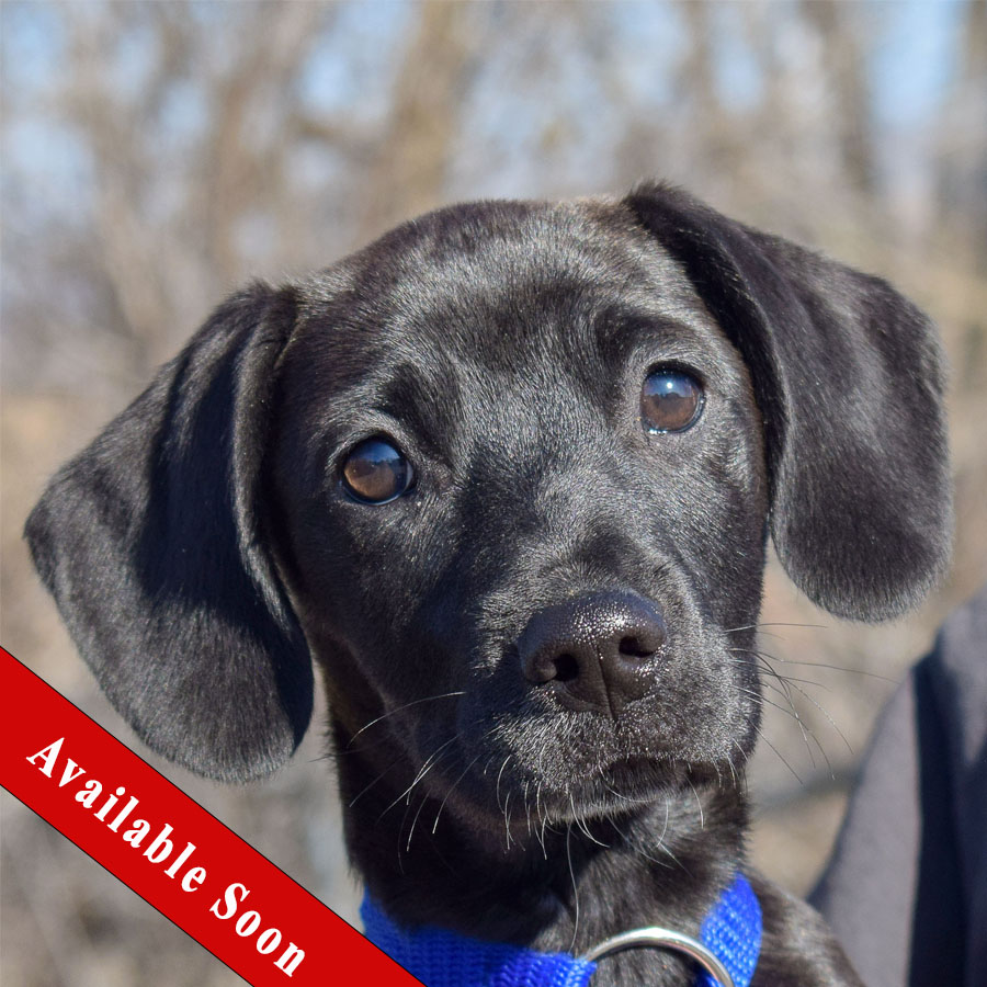 Alaska Animal House Shelter