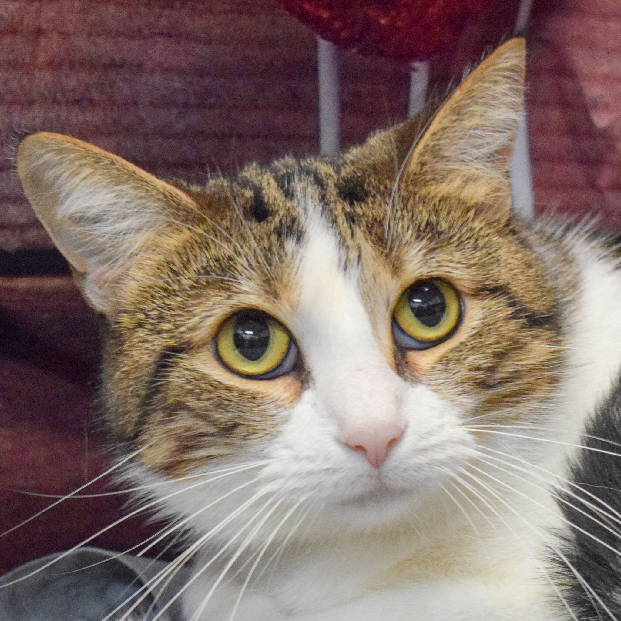 italy-animal-house-shelter