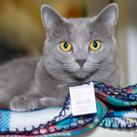 Miss Thang - Animal House Shelter