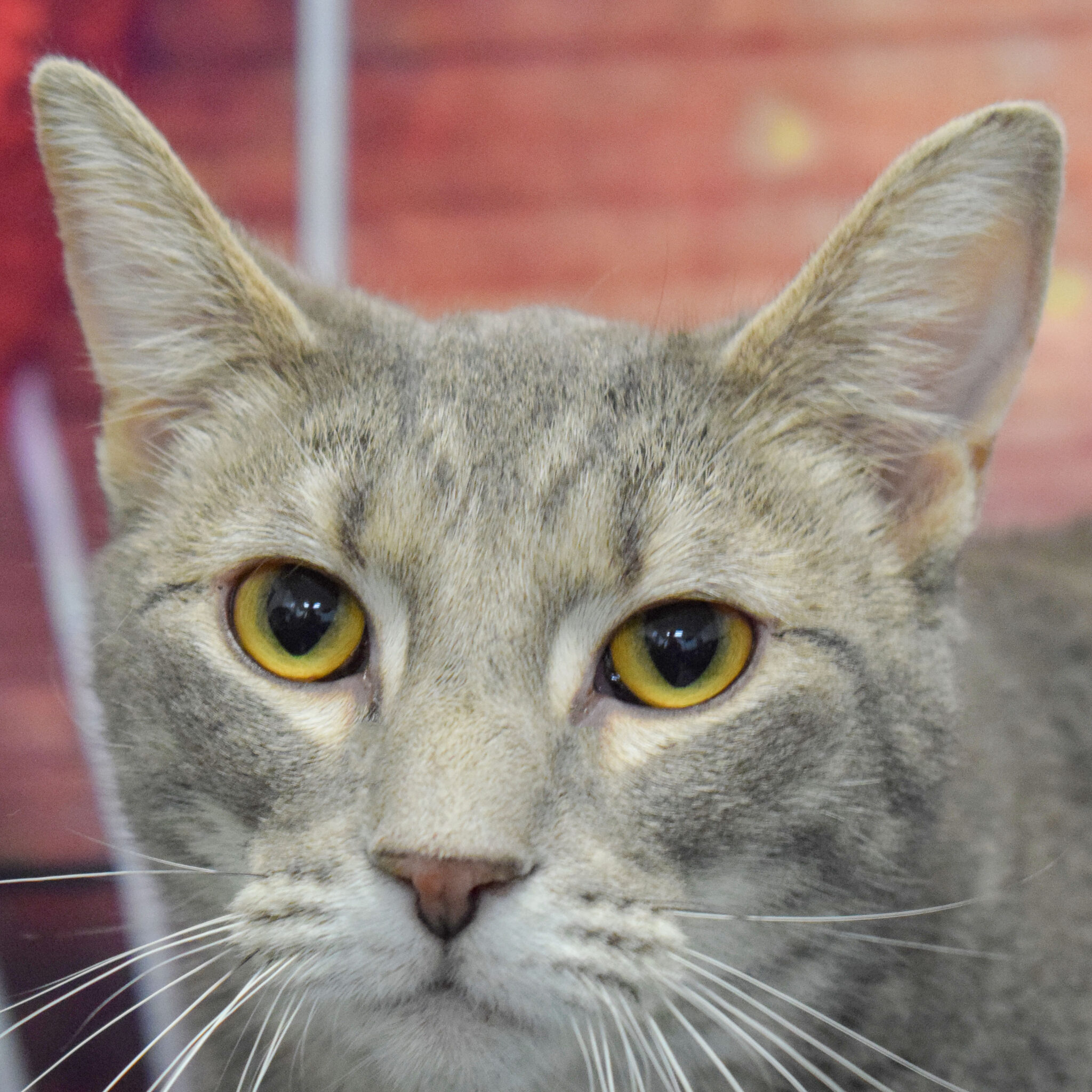 Pride Animal House Shelter