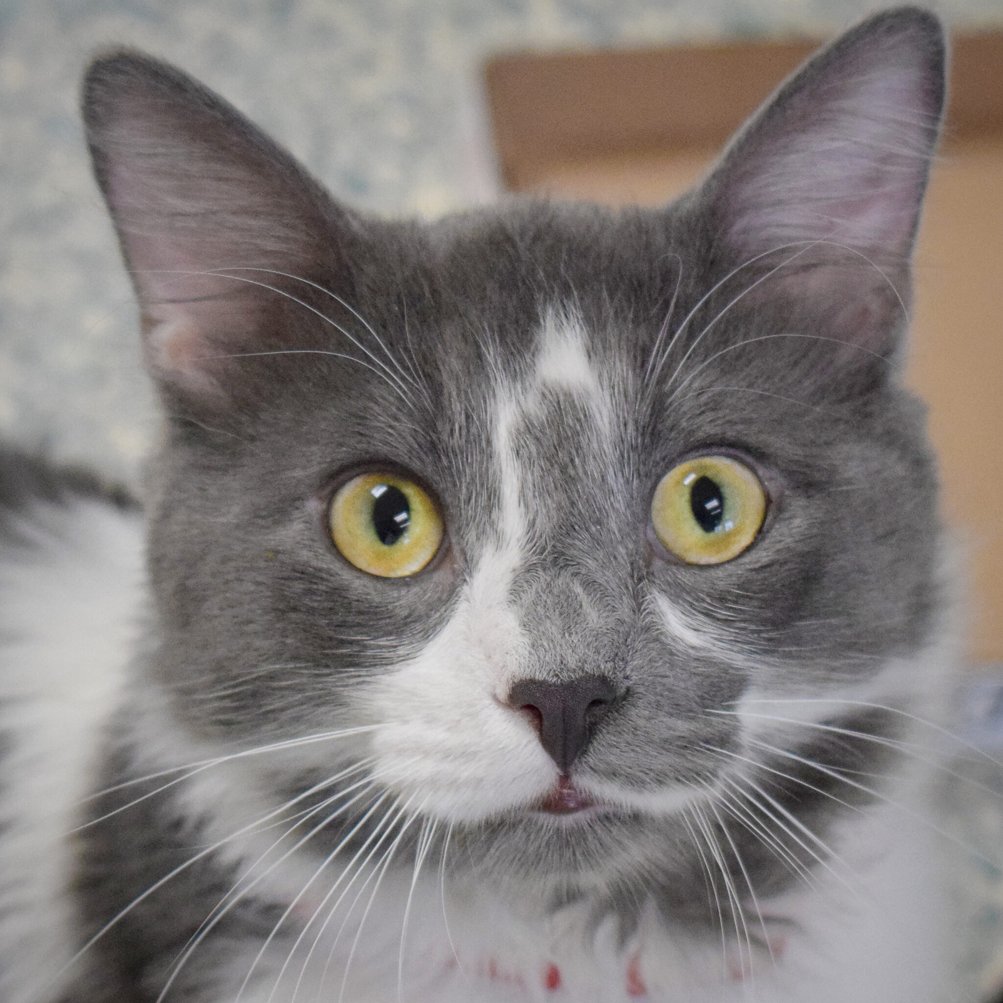 Ollie - Animal House Shelter