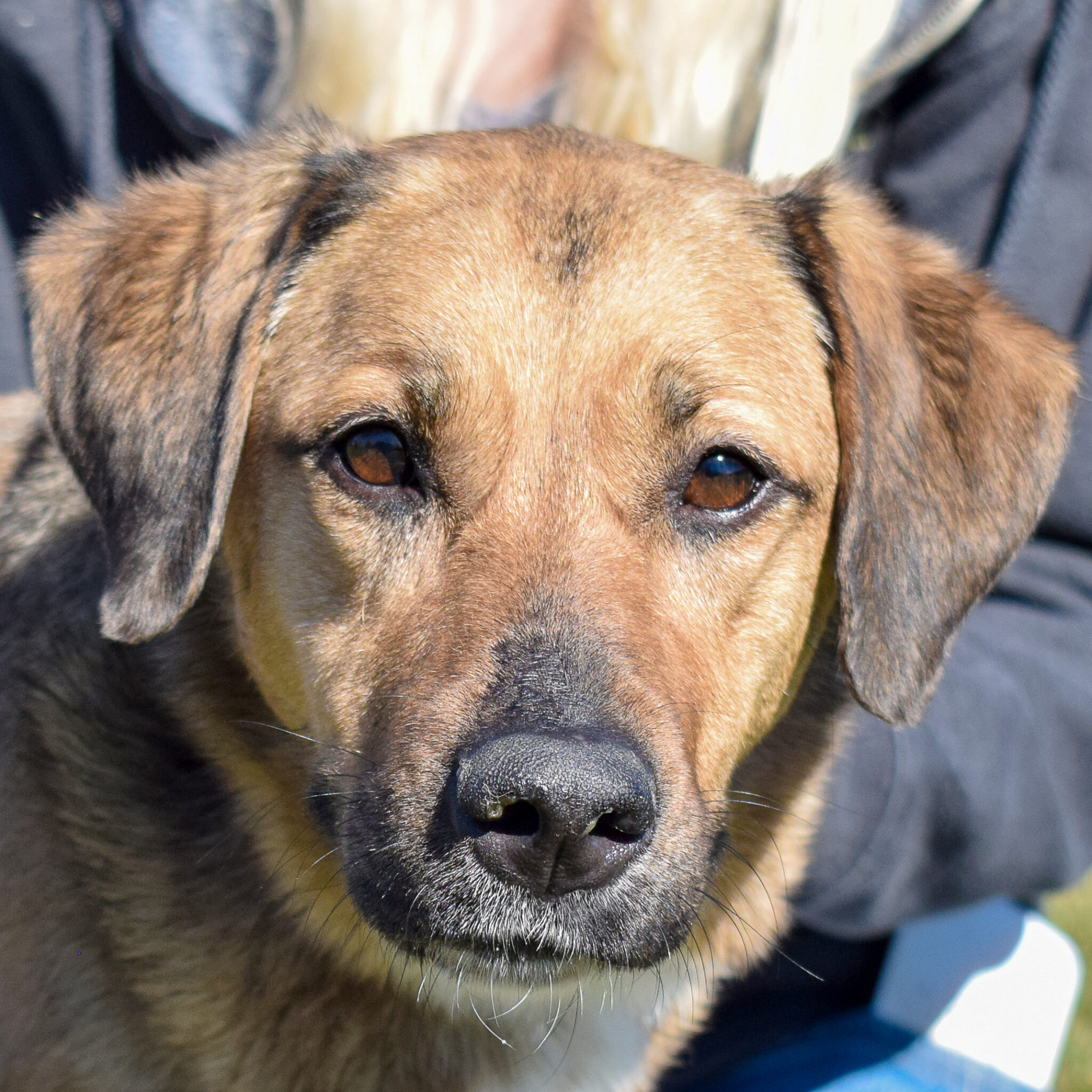 Shirley Animal House Shelter