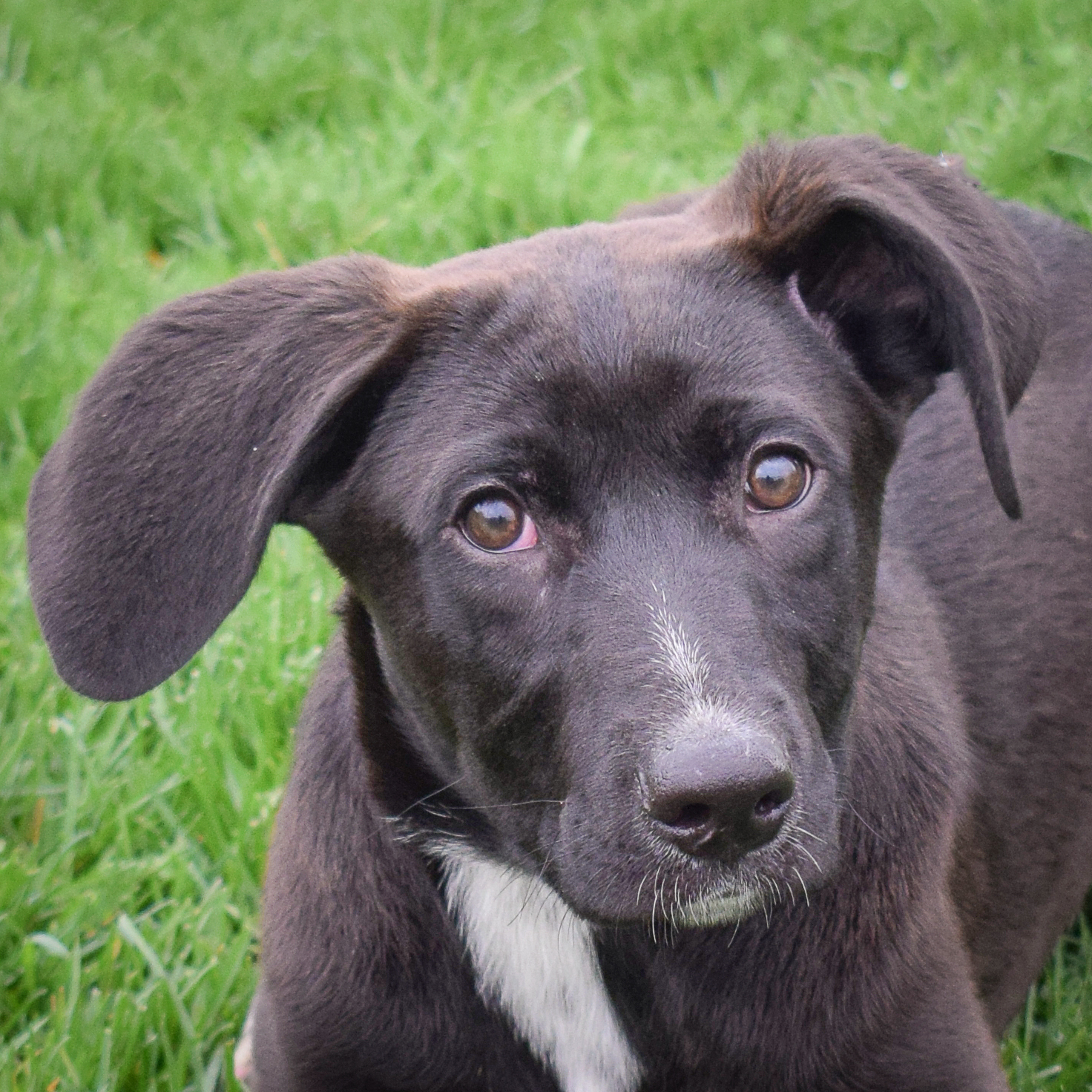 May - Animal House Shelter