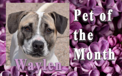 May 2024 Pet of the Month