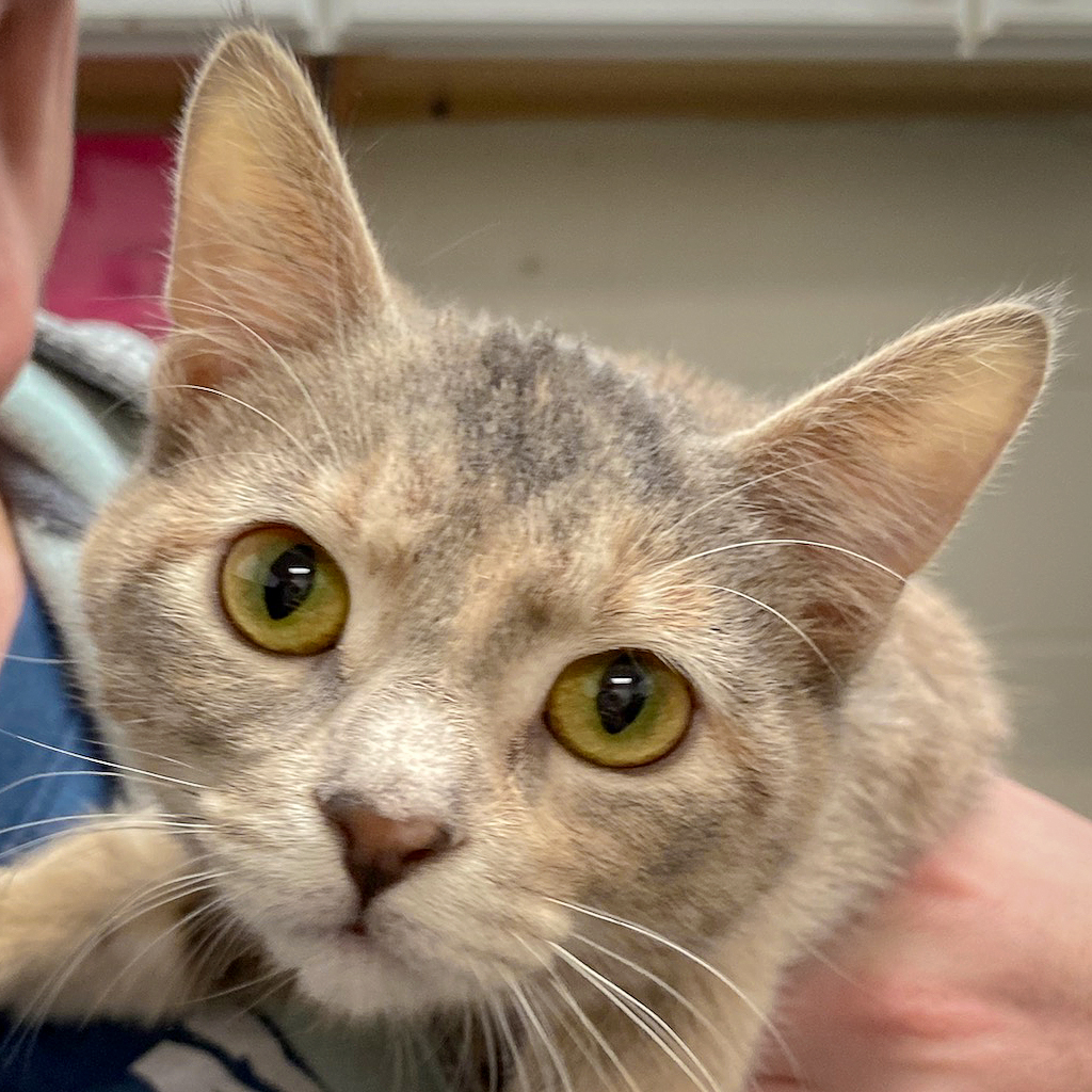 Serafina Animal House Shelter