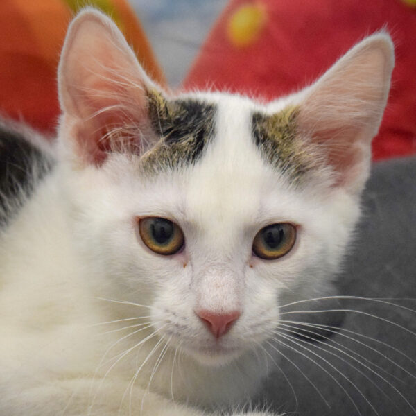 Grady McWhiskers