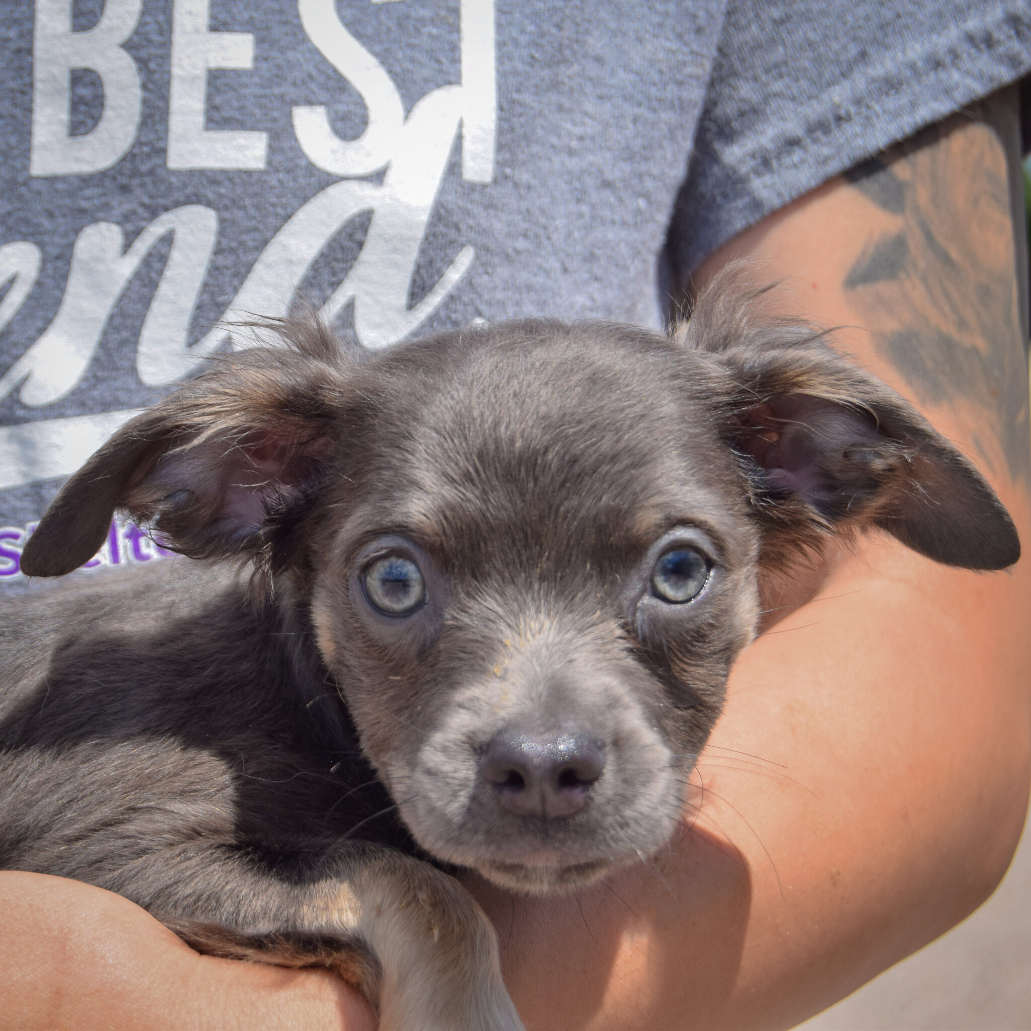 Burrito - Animal House Shelter