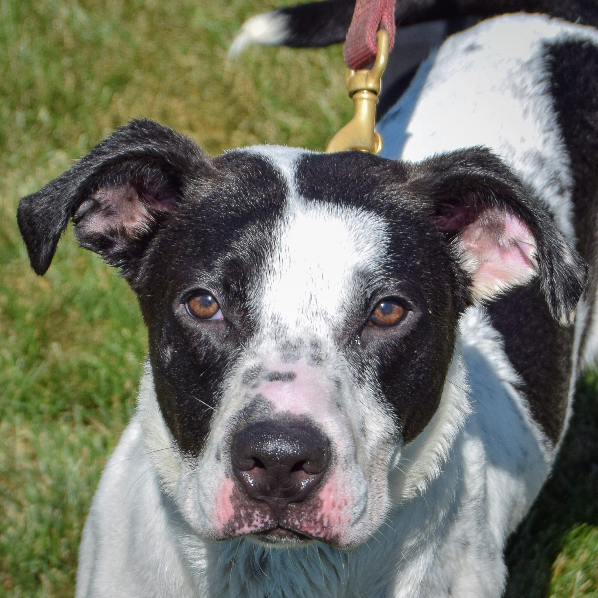 Spot Rescue Dogs Spot - Animal House Shelter