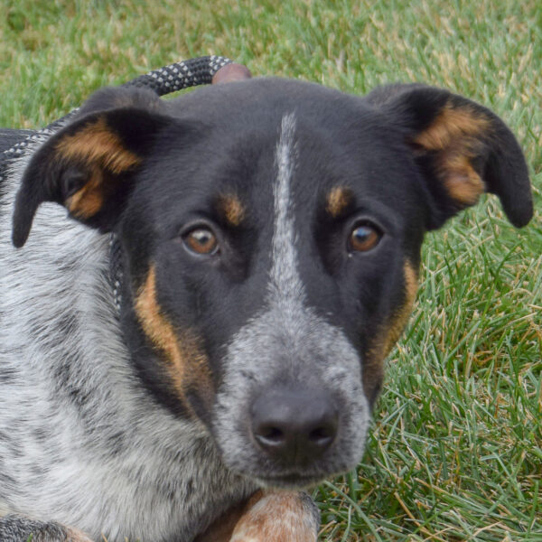 Boone - Animal House Shelter
