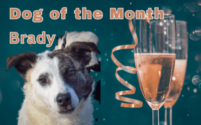 January 2026 Dog of the Month