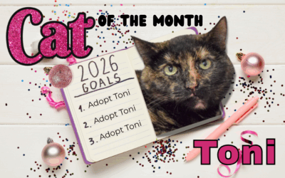 January 2026 Cat of the Month