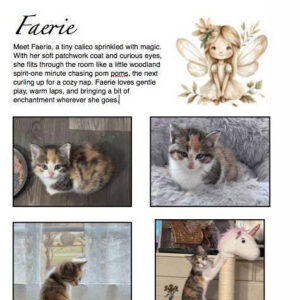 Faerie - Animal House Shelter