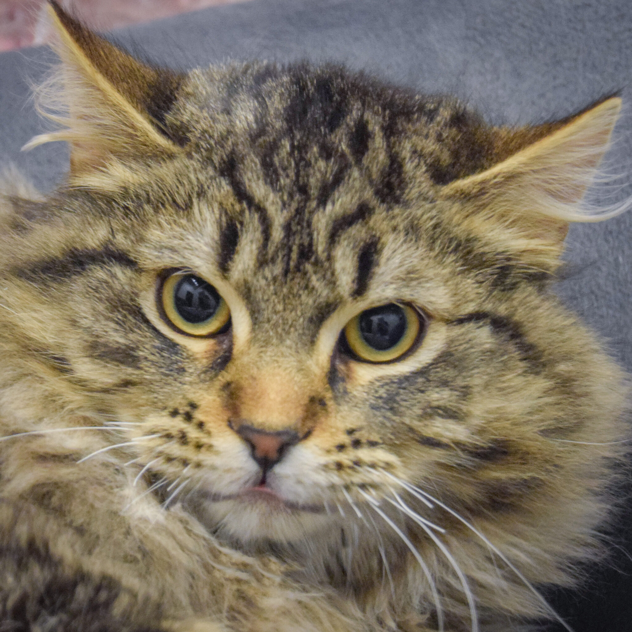 Fluffrnutter Persians Mr. Fluffernutters - Animal House Shelter
