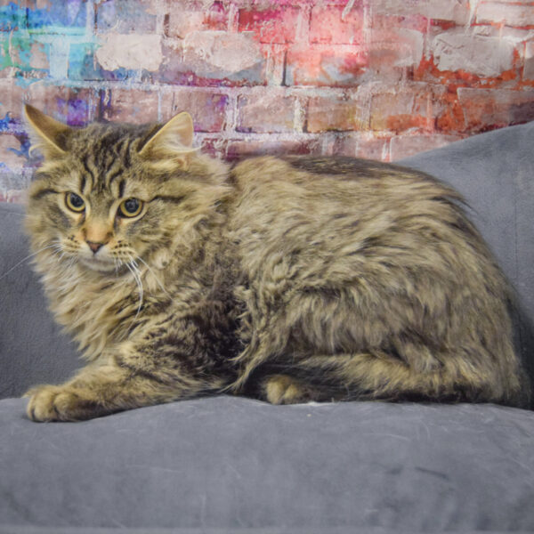 Fluffrnutter Persians Mr. Fluffernutters - Animal House Shelter