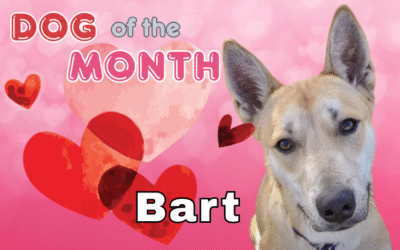 February 2026 Dog of the Month