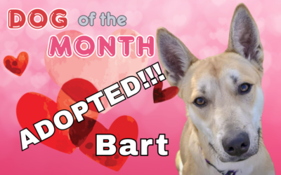 February 2026 Dog of the Month