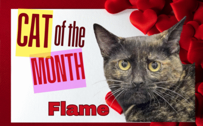 February 2026 Cat of the Month