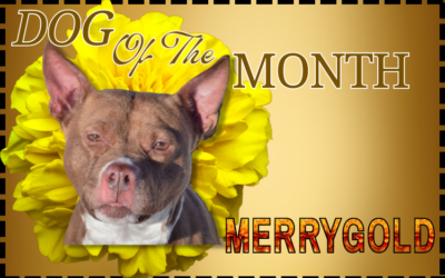March 2026 Dog of the Month