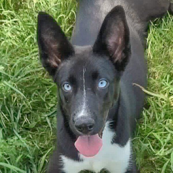 Bluebell