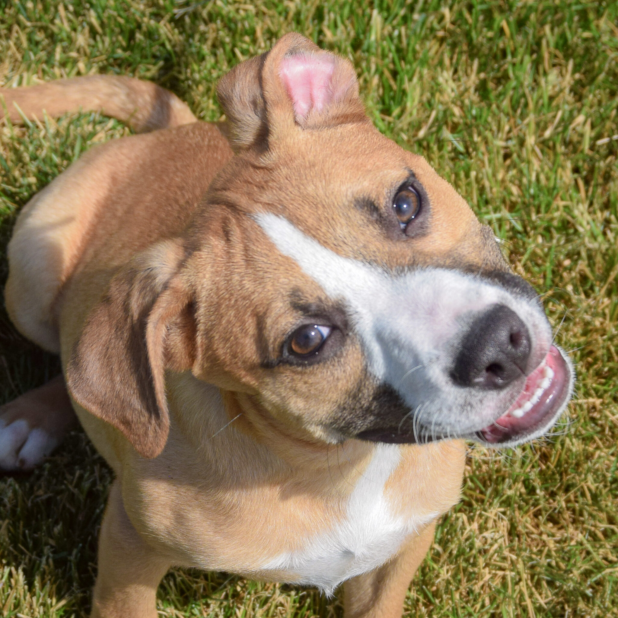 Sw Doogan Doogan - Animal House Shelter