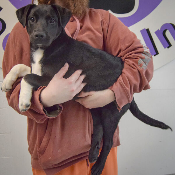 Milton - Animal House Shelter