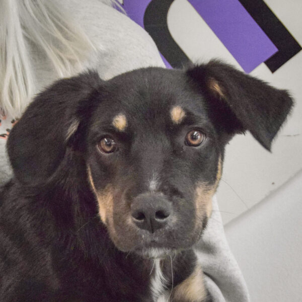 Rocky